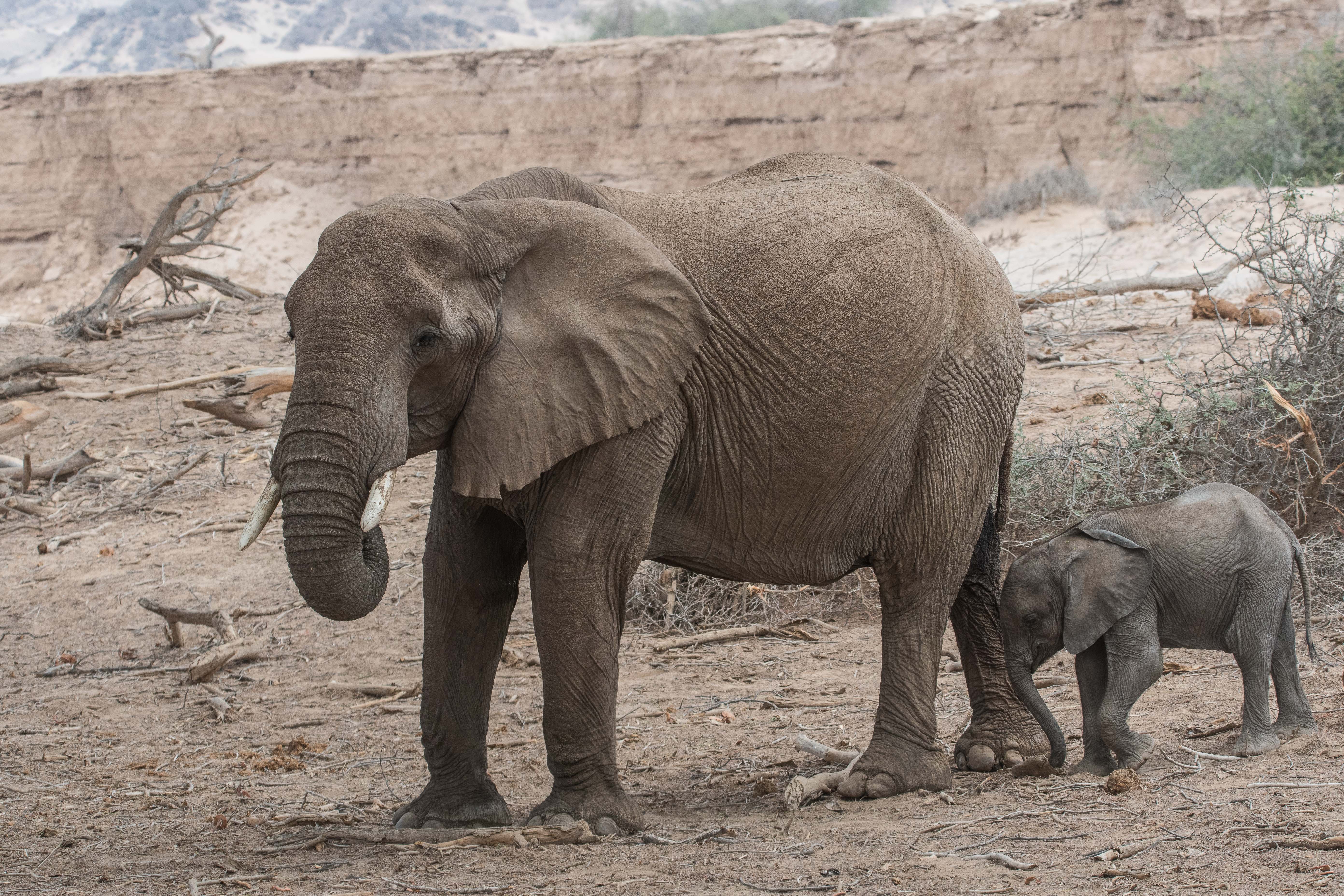 Eléphants du désert (Desert-adapted elephants, Loxodonta africana), femelle suivie de son éléphanteau, en quête de nourriture dans le lit de la rivière Hoanib alors à sec, Kaokoland, Région de Kunene, Namibie.